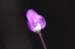 Eastern purple bladderwort